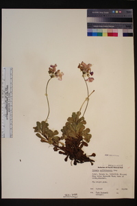 Primula suffrutescens image